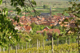 Explore the Alsation Vineyards