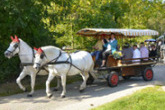 Discover Alsace on a Barge and Horse-Drawn Carriage